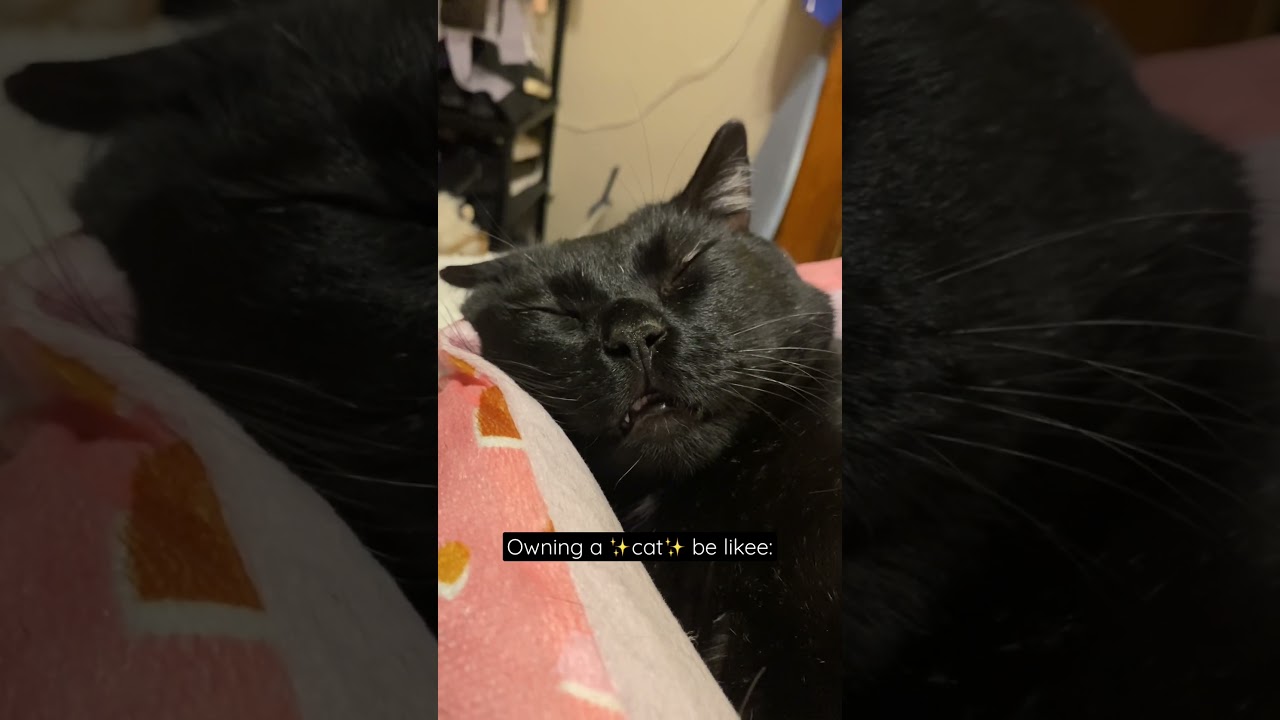 It’s so worth it! Hes entertaining & cute! 