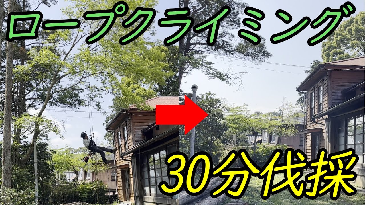 スローラインから伐採まで30分ノーカット！