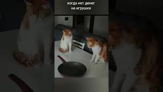 кошачий спиннер