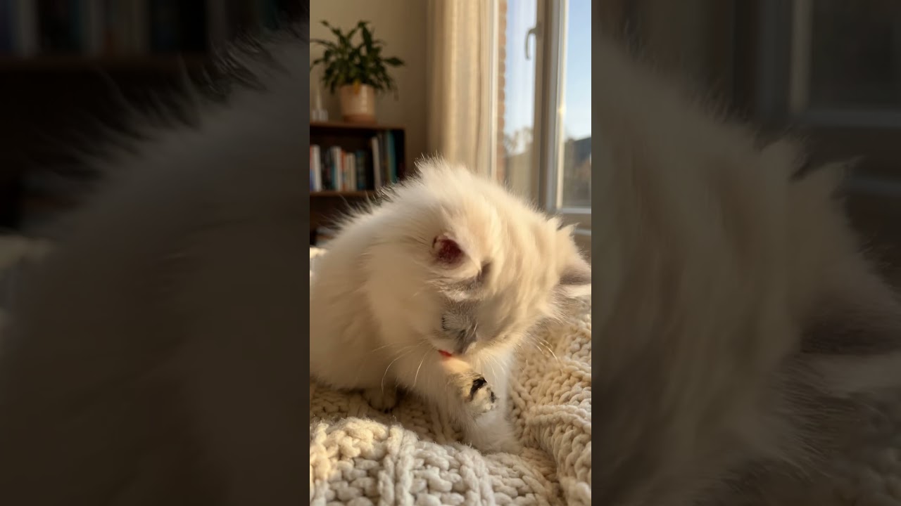 Cute Cat Licking Itself -  Cozy Indoor I Pure Bliss