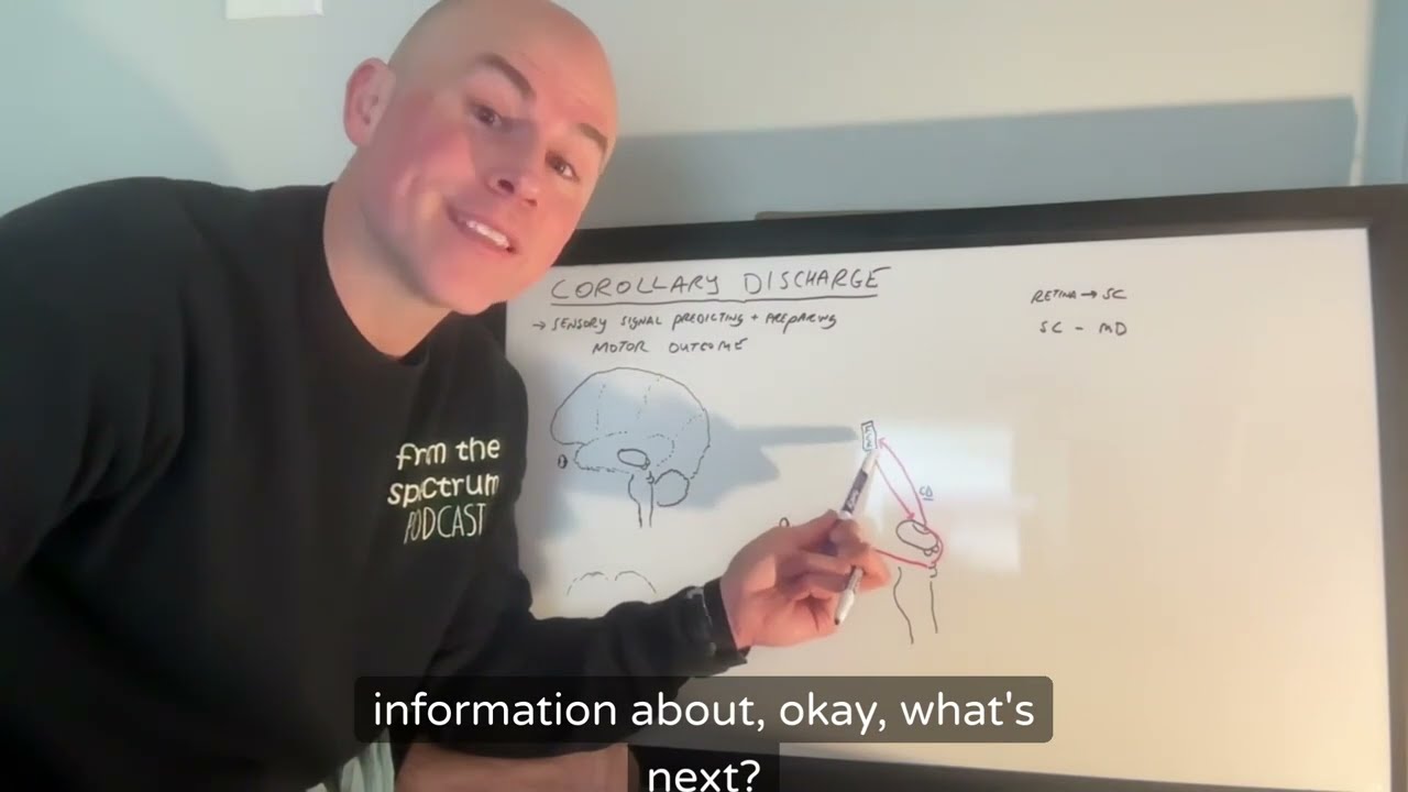 White Board Series: Corollary Discharge and Visual Processing 