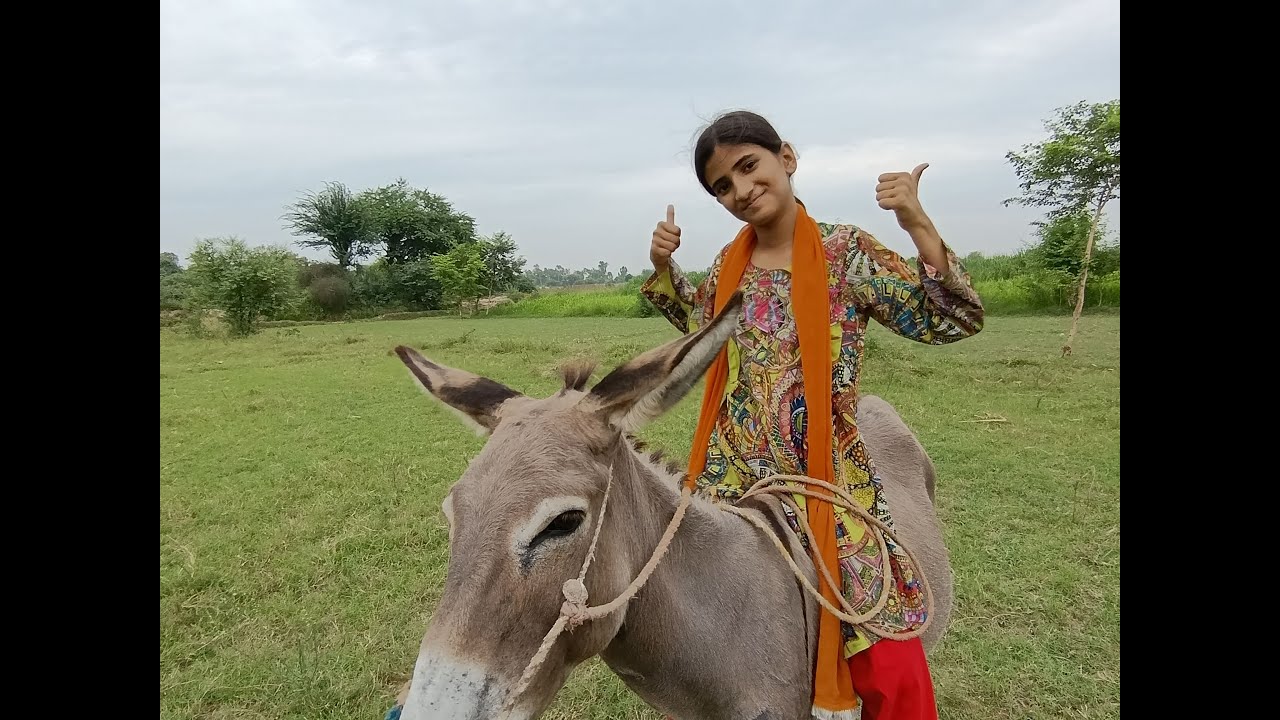 DONKEY RIDING KI | DONKEY RAJA KI SAWARI |BOHAT FUN KIYA | #vlog #donkey #riding