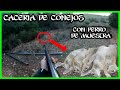 Caza DESCASTE CONEJOS con perro de muestra Spagneul Breton. [Tremenda Jornada]