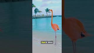 💙 Andros, Bahamas – The Wildest & Most Mysterious Island in the Caribbean 🇧🇸✨