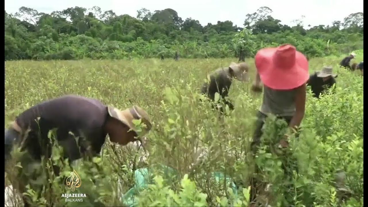 الأمم المتحدة تساعد كولومبيا في مكافحة زراعة الكوكايين