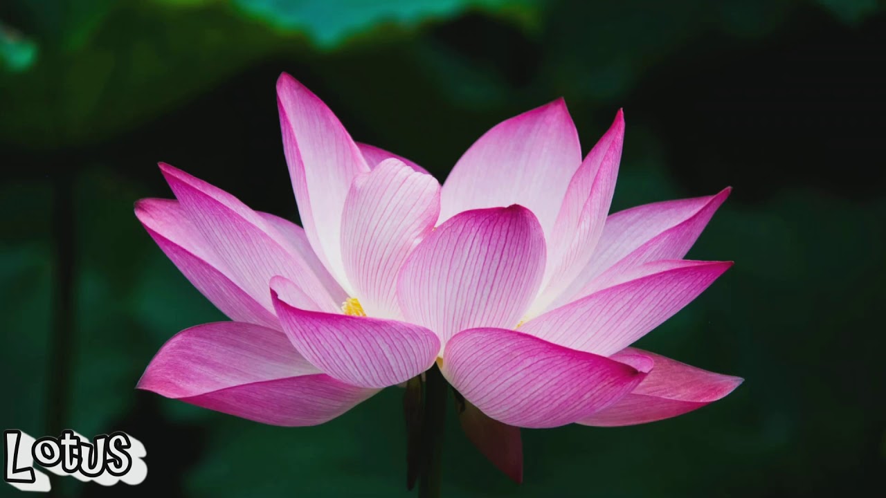 17 FLOWERS for you to enjoy!