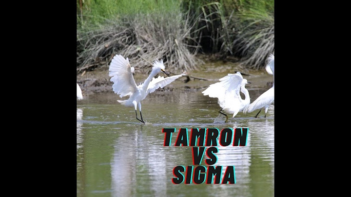 So sánh sigma 150 600mm vs tamron 150-600 năm 2024