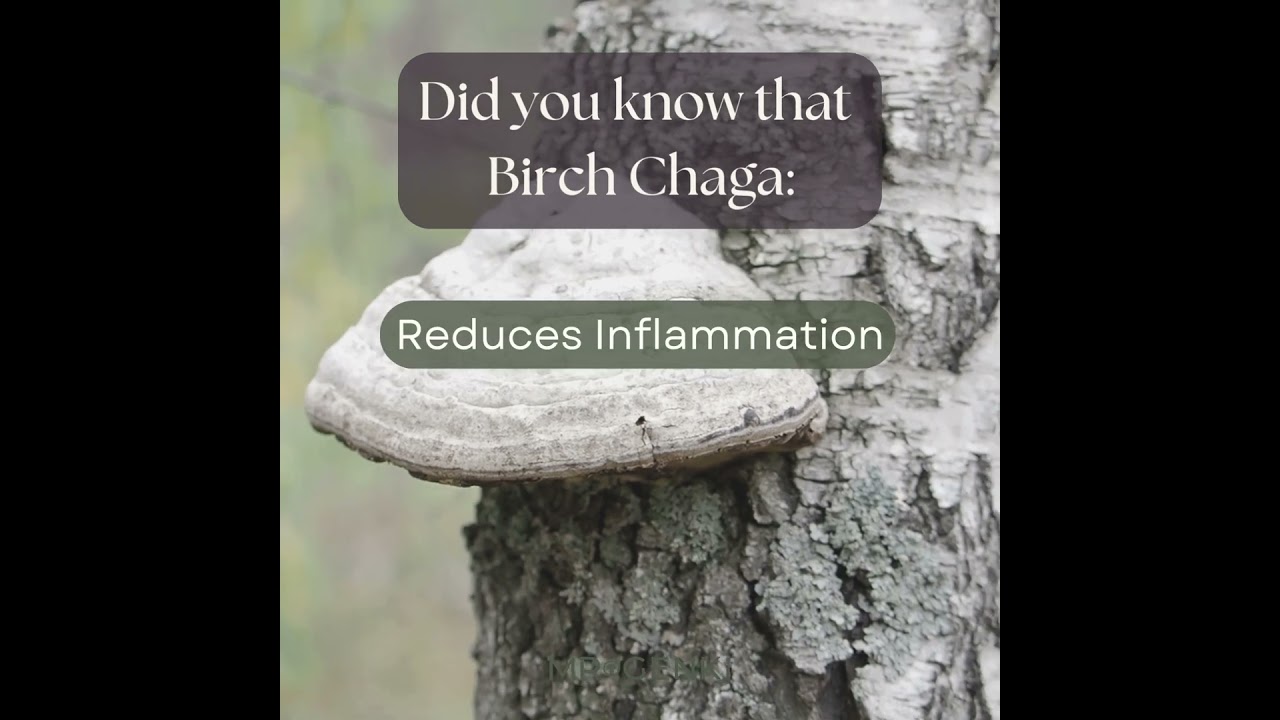 4 Birch Chaga Benefits You Must Know in 15 Seconds