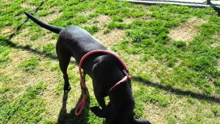 Lady - Lab-Terrier Mix, Spayed Female