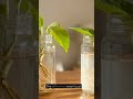Potato Water vs Rice Water – Which Grows Roots Faster? #OrganicGardening #SoilHealth #RootGrowth