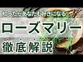 【心と身体のセルフケア】香りで整える暮らし ローズマリー徹底解説