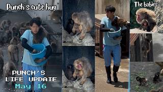 🐒 May 16 | Punch’s Cute Hug with His Dad 🙉 UPDATE