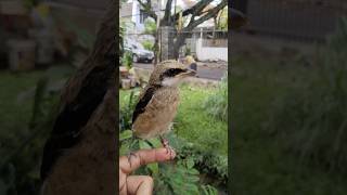 baru sembilan hari saya rawat burung cendet ini udah kayak gini #birds