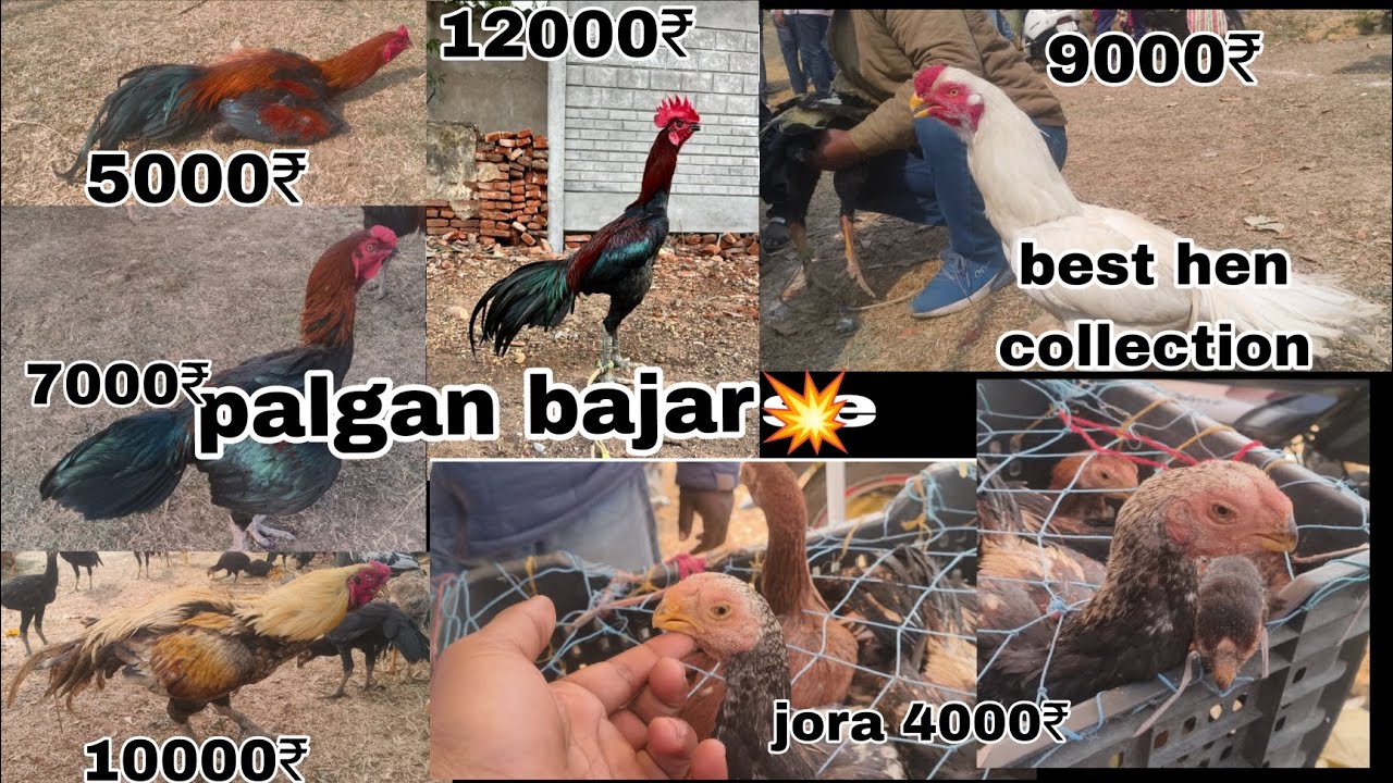Murga bajar  palgan #trending  best collection #parrot I 