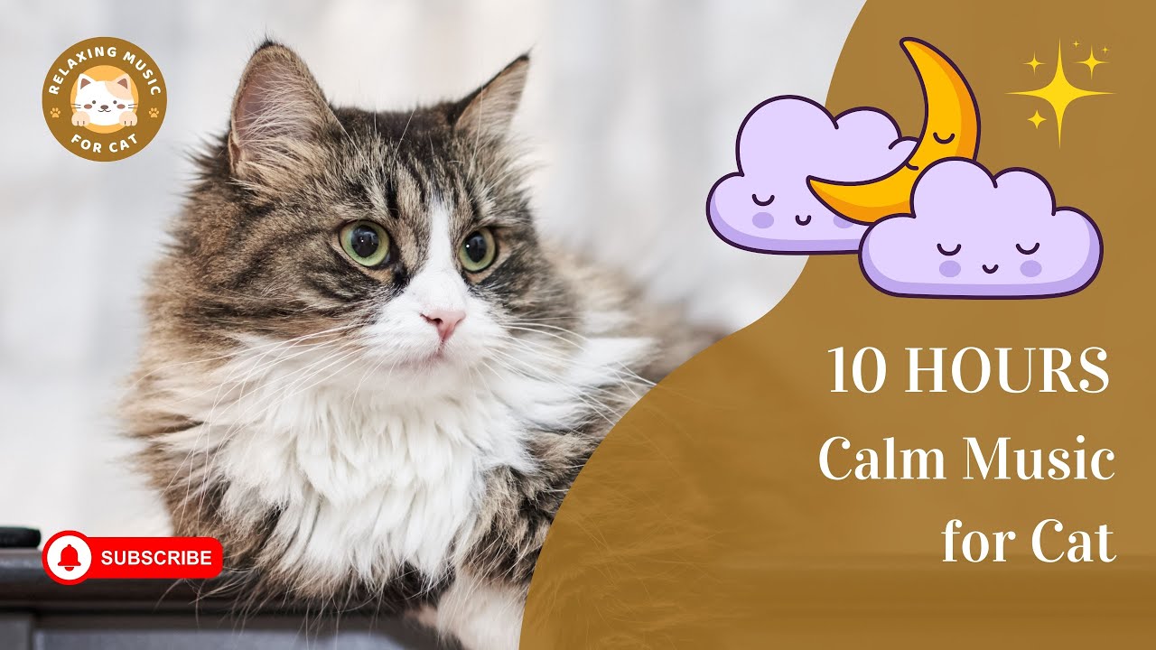 Fresh Look at Calm Music For Cat 10 Hours Relaxing Music For Cat