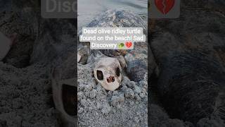 Sad Discovery 🐢💔 #nature #wildlife #youtubeshorts #trending #shorts