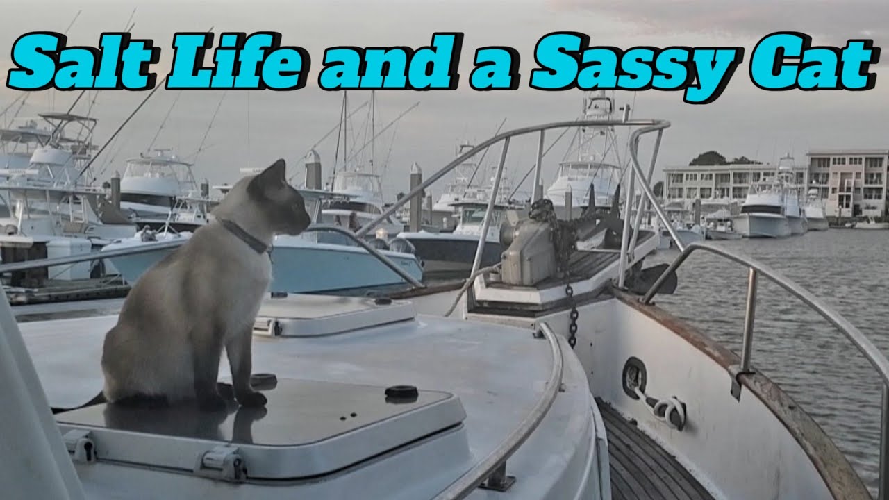 Once in a Lifetime Boat Adventure: Florida to Maryland with a Cat, Dog & Dinghy Holding on for Life
