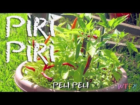 What Is Piri Piri? / Peri Peri Chicken Drumsticks Recipe