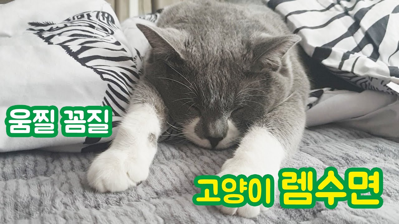 움찔 꼼질 자는 고양이 렘수면 sleeping cat rem sleep 냥반 김선달 YouTube