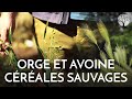 Manger de lorge et de lavoine sauvages 