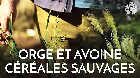 Quelles sont les différentes variétés de blé ?