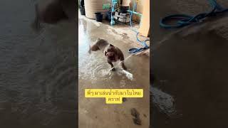 ได้เล่นน้ำอีกแล้ว ชอบๆครทฟ #อเมริกันบูลลี่ #americanbully #สัตร์เลี้ยง