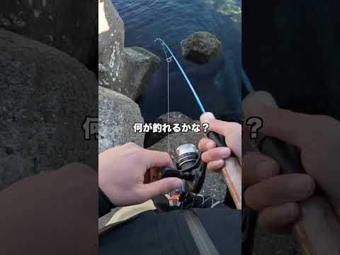 サバ先生は裏切らない【穴釣り】#Shorts #穴釣り #fishing #釣り初心者向け動画 #鱒レンジャー