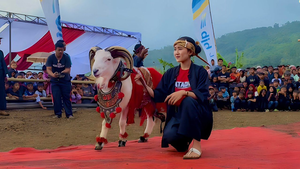 DOMBA JINAK FASHIONSHOW DI KARPET MERAH 😍💃🏻