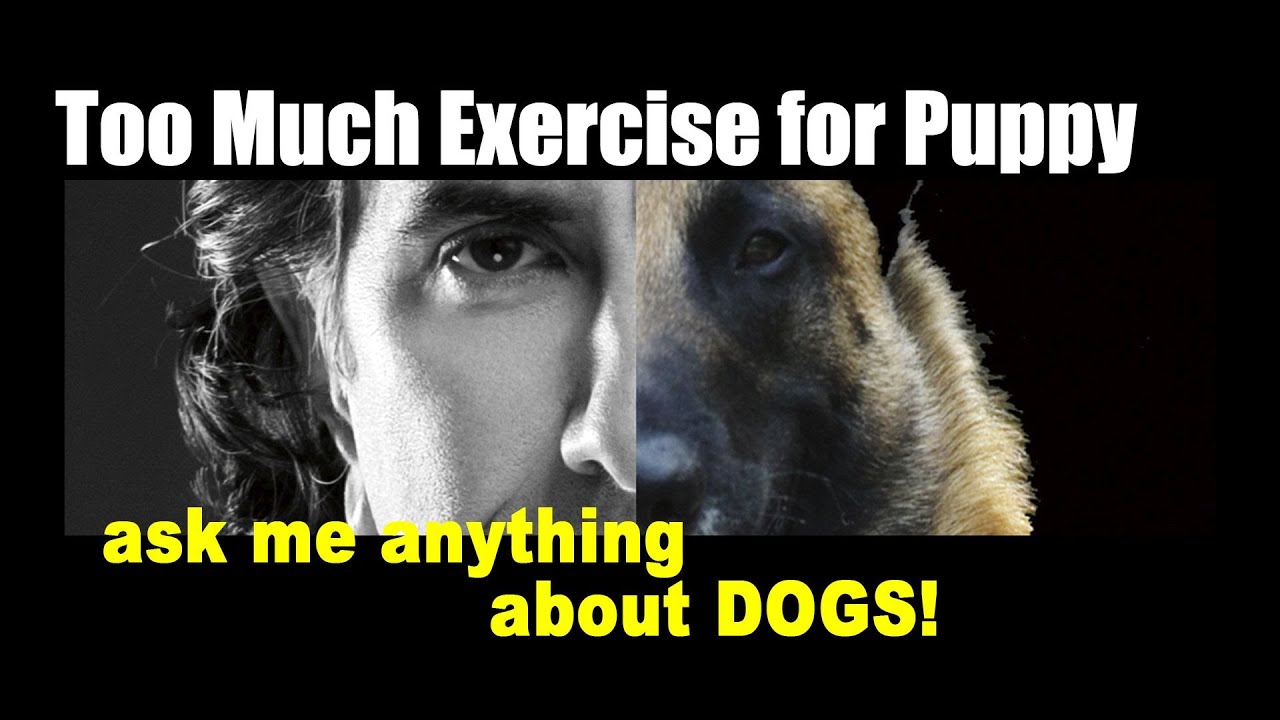 How Far Should I Walk My 4 1/2 Month Old German Shepherd - ask me anything - Dog Training Videos