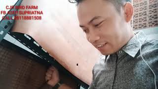 Panen indukan Murai Batu Blorok..apakah anaknya blorok..next vidio..