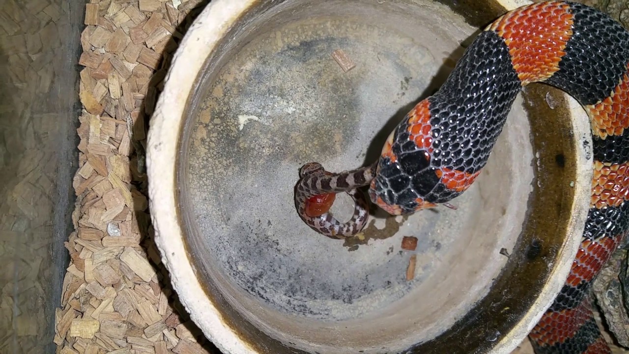 snake oil Stillborns as Food