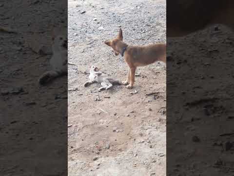#kitten and #puppy #short