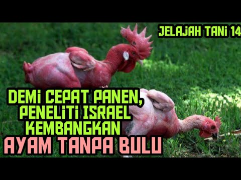 Jelajah Tani 14: Teknologi Canggih Peneliti Israel Menciptakan Ayam Israel Tanpa Bulu - Ayam Israel