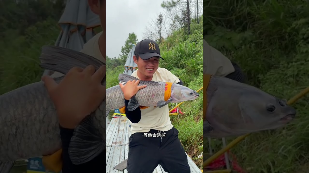 大青鱼换波龙，最后经理把青鱼放海水里养着，也不知道青鱼能不能适应...