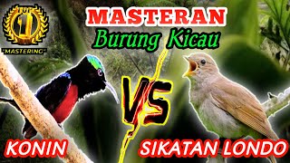 CONIN VS SIKATAN LONDO