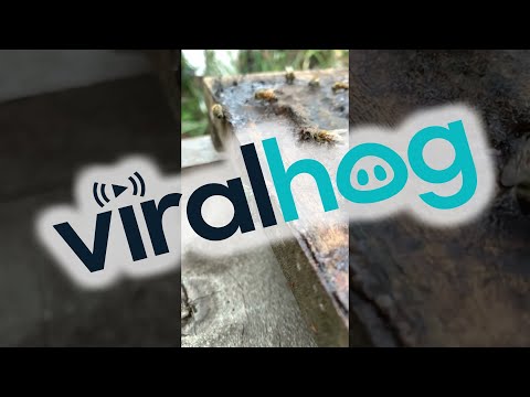 Vibrant Green Orchid Bee Collects Propolis || ViralHog