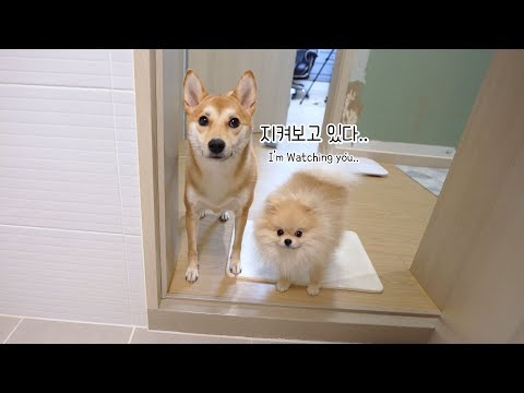 주인을 감시하는 강아지 (더 귀여운 세로영상)