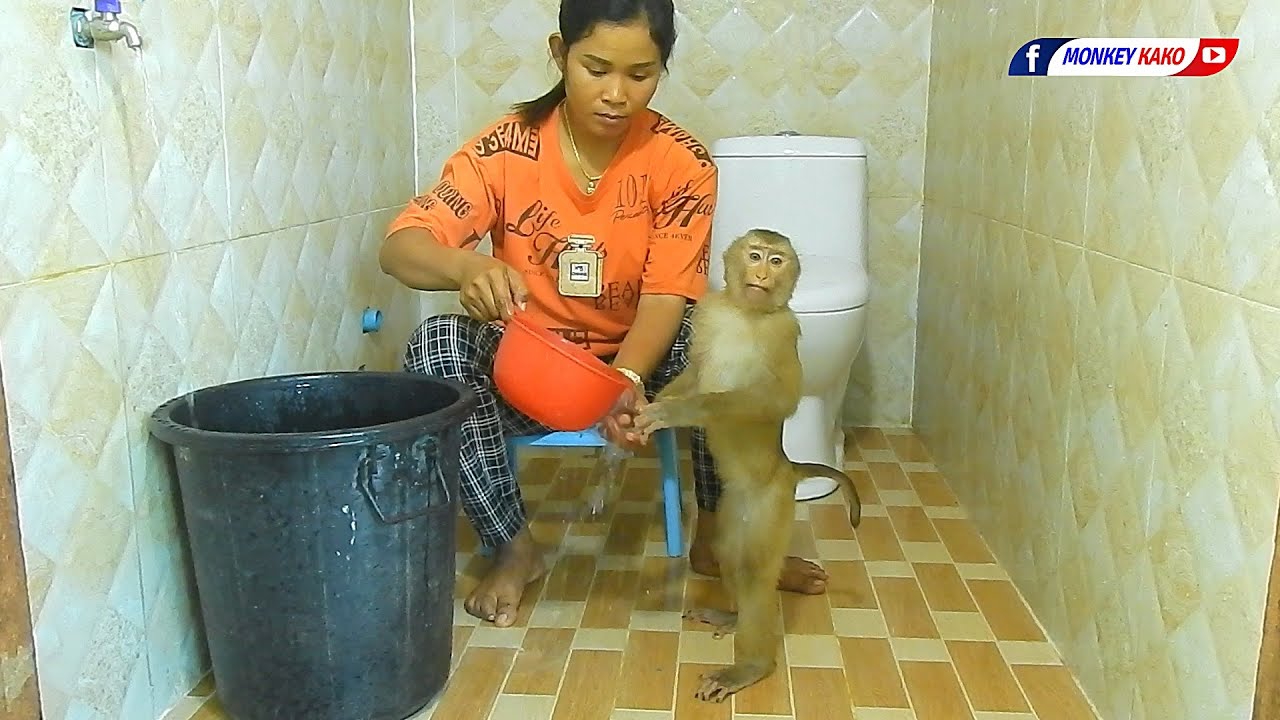 Amazing Animals, Adorable Monkey KAKO Standing Taking Bath Like Baby Human