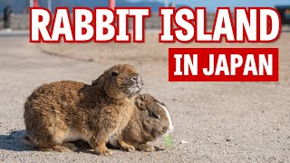 Visiting Okunoshima - Japan's Famous Rabbit Island