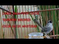 Ciblek Dada Putih Gacor Tembakan Ngebren Cocok Untuk Masteran Mp3 - Mp4 Download