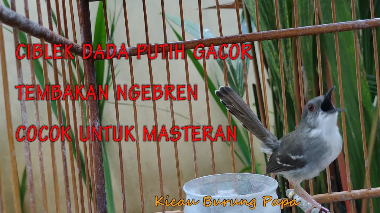 CIBLEK DADA PUTIH GACOR TEMBAKAN NGEBREN COCOK UNTUK MASTERAN