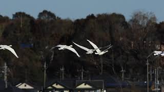 ♪鳥くん野鳥動画（千葉県・手賀沼）オオハクチョウ飛び立ち20190127JO6A5822