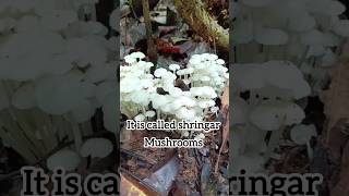 #ಅಣಬೆ🍄#perfect shaped wild mushroom🌿#wow🥰#shorts #amazing mushroom#tasty😋#nature #freshmushroom#real