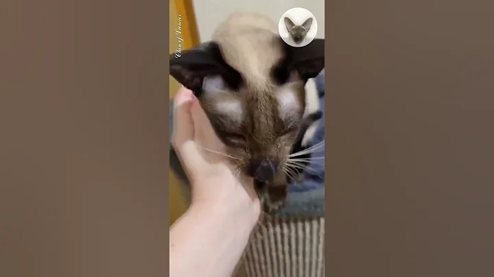 Video 8396411: oriental cats love, cat purr, sweet cat, cat family, best cat