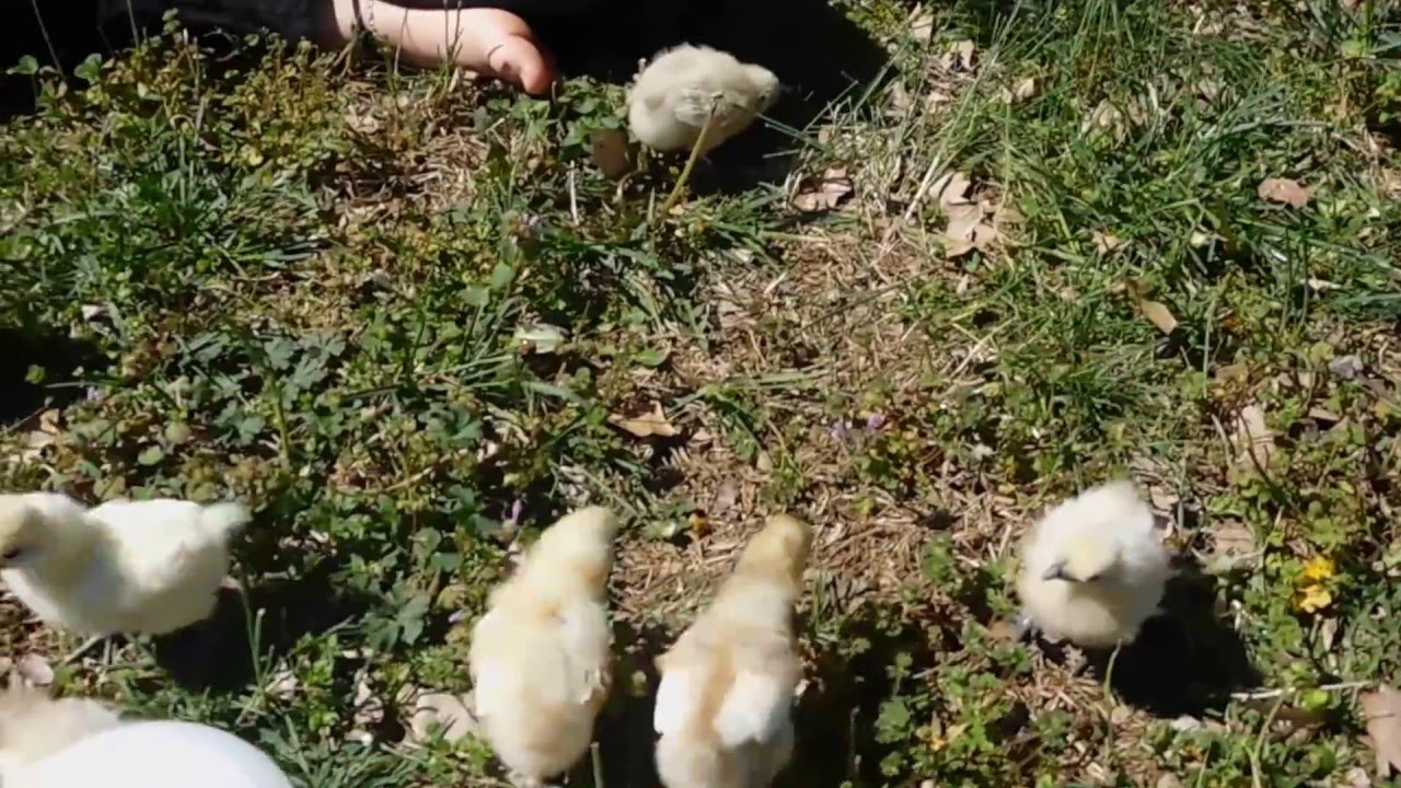 Roosters vs Pullets? YouTube