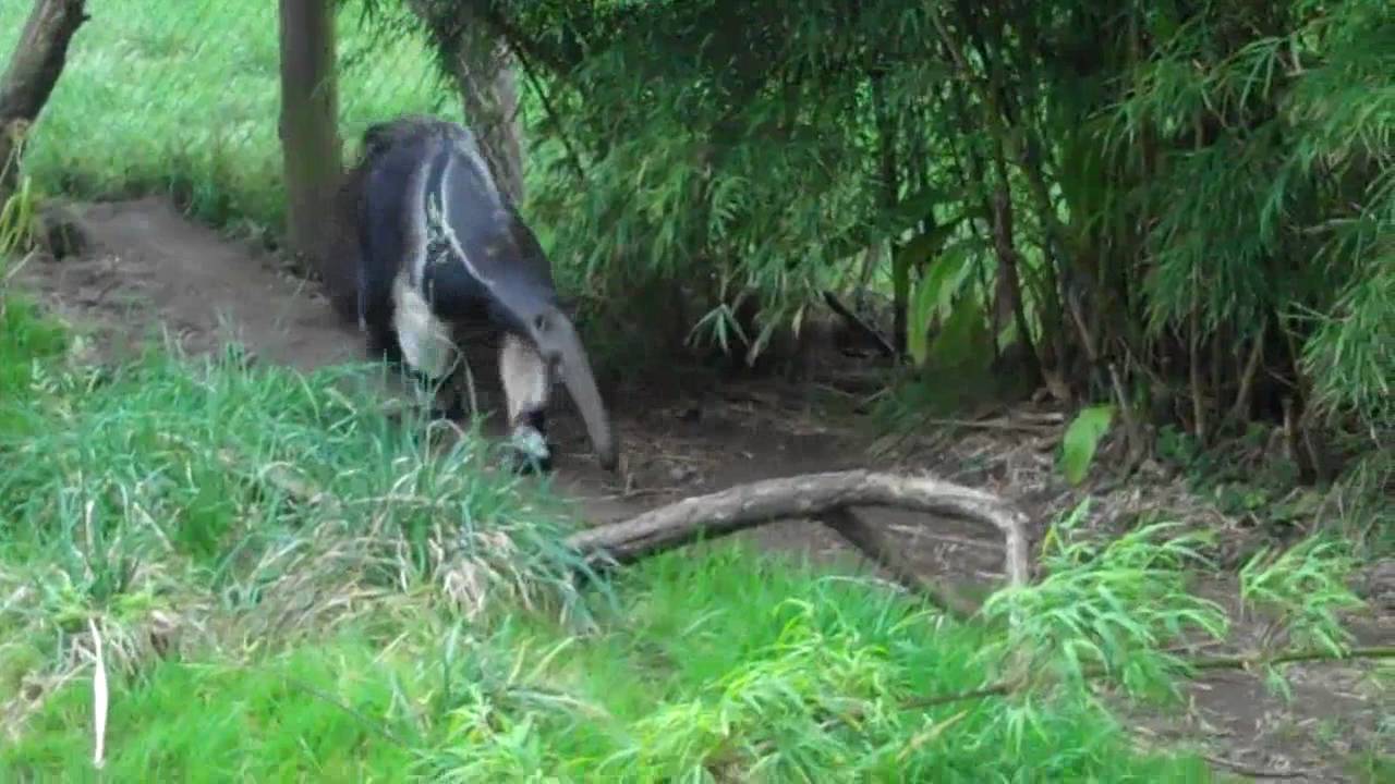 ant eater walking in circles YouTube