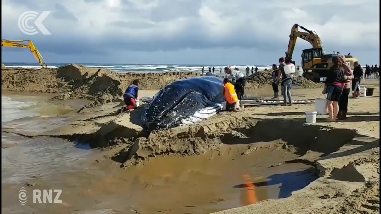 Hundreds try to help stranded whale return to ocean