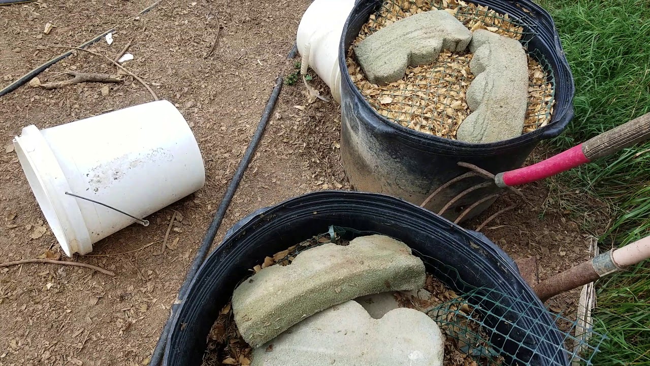 Lots of maggots in the refreshed bucket YouTube