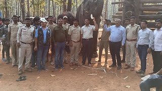 Good by Karnataka Two more Elephants shifted from sakrebylu to Khana Tiger reserve MP in 02-02-2023
