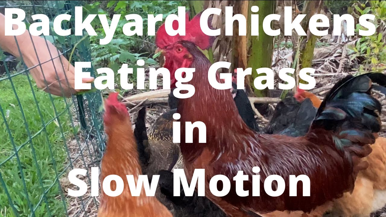 Raising Backyard Chickens in Florida Eating Grass in Slow Motion YouTube